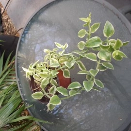 Aptenia Cordifolia Variegata - Baby Sun Rose