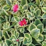 Aptenia Cordifolia Variegata - Baby Sun Rose