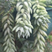 Giant Burros Tail Leaves x 10 - Sedeveria Harry Butterfield - Super Donkeys Tail