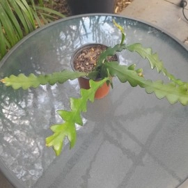 Epiphyllum - Ric Rac Cactus - Zig Zag Cactus Plant