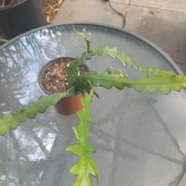 Epiphyllum - Ric Rac Cactus - Zig Zag Cactus Plant