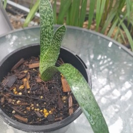 Gasteria Duval - Lawyers Tongue - Plant