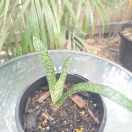 Gasteria Duval - Lawyers Tongue - Plant