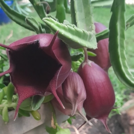 Carrion Flower Cutting - Stapelia Leendertziae - Black Bells