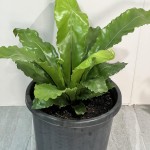 Asplenium nidus - 300mm Pot