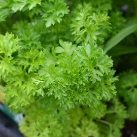 Parsley Darki Seeds - Italian Parsley - Neapolitan Parsley