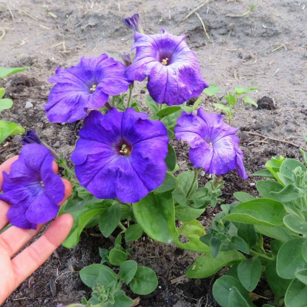 Petunia Violet