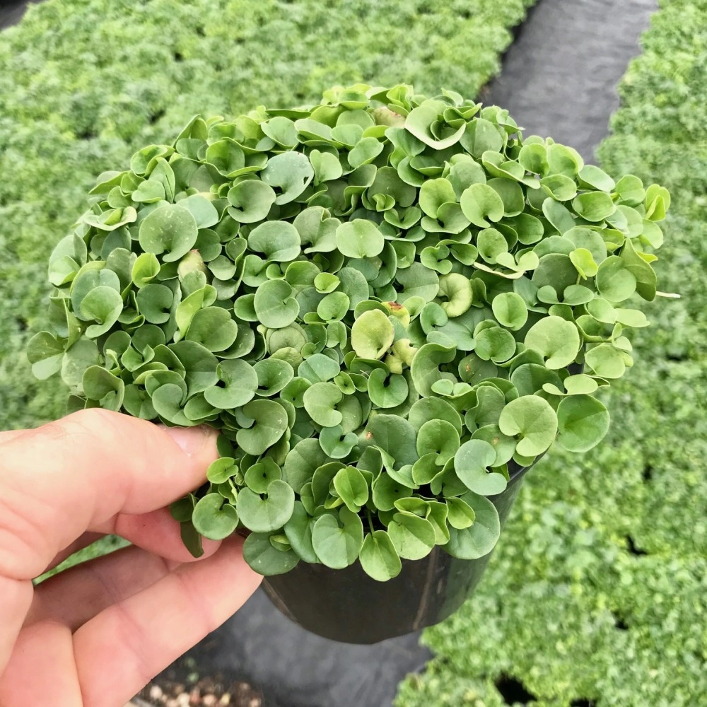 Dichondra Seeds