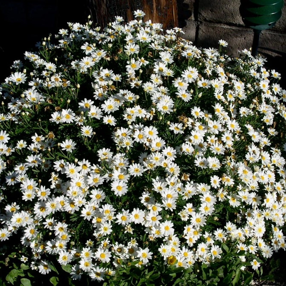 Chrysthanthemum Pure White