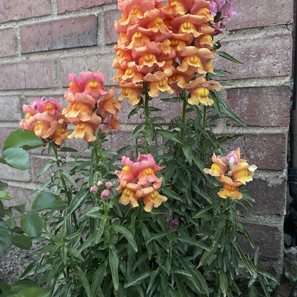 Snapdragon Seeds