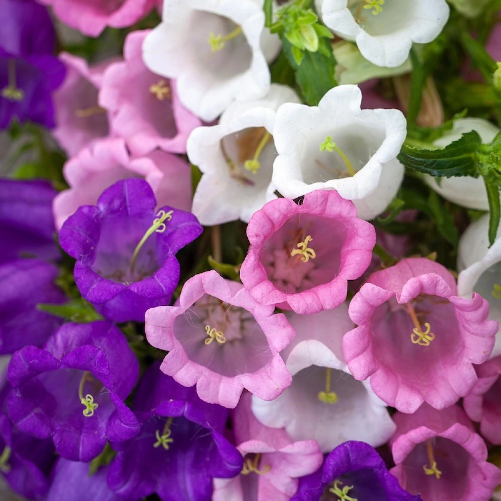 Canterbury Bells "Cup & Saucer"