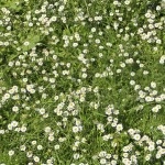 Chamomile "Roman Lawn"