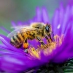 Beneficial Bee & Bug Mix Seeds