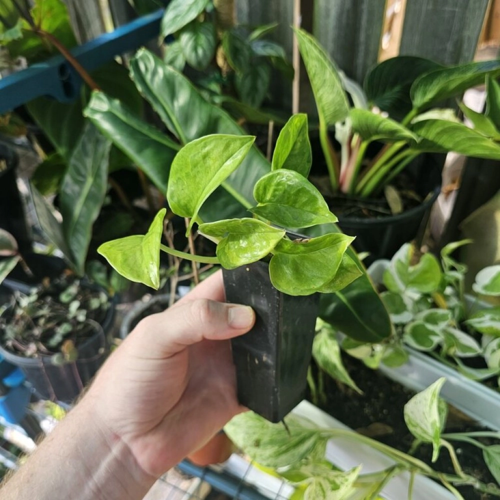 Potho's Global Green Epipremnum Aureum 