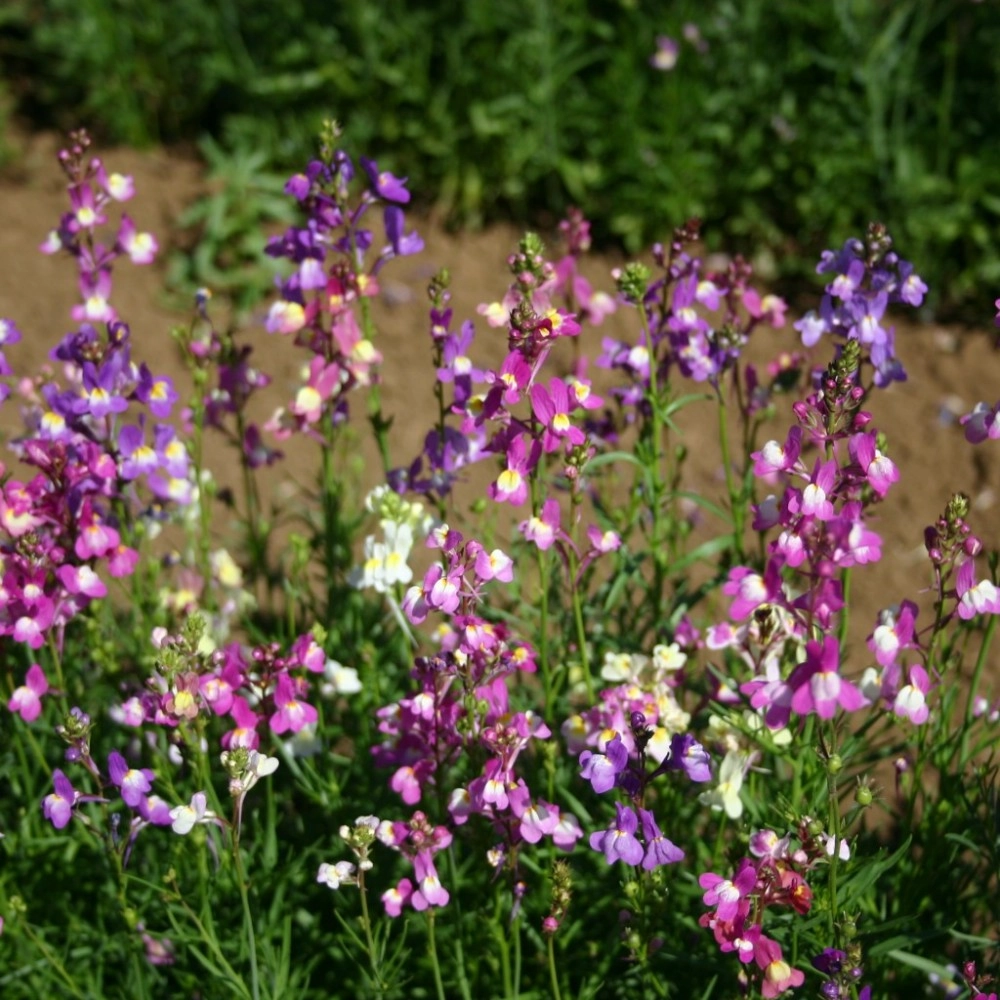 Linaria Fairy Bouquet