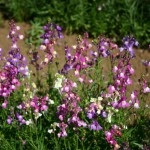 Linaria Fairy Bouquet