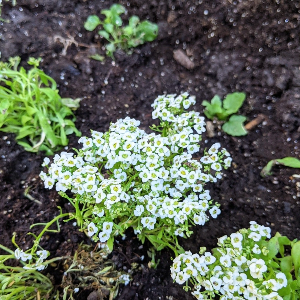 Alyssum Snow Cloth