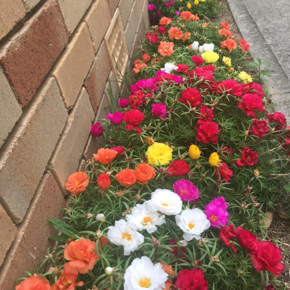 Portulaca Mixed Seeds