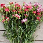 Carnation Enfante de Nice Seeds 