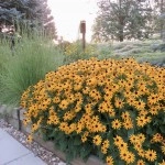 Black Eyed Susan Seeds