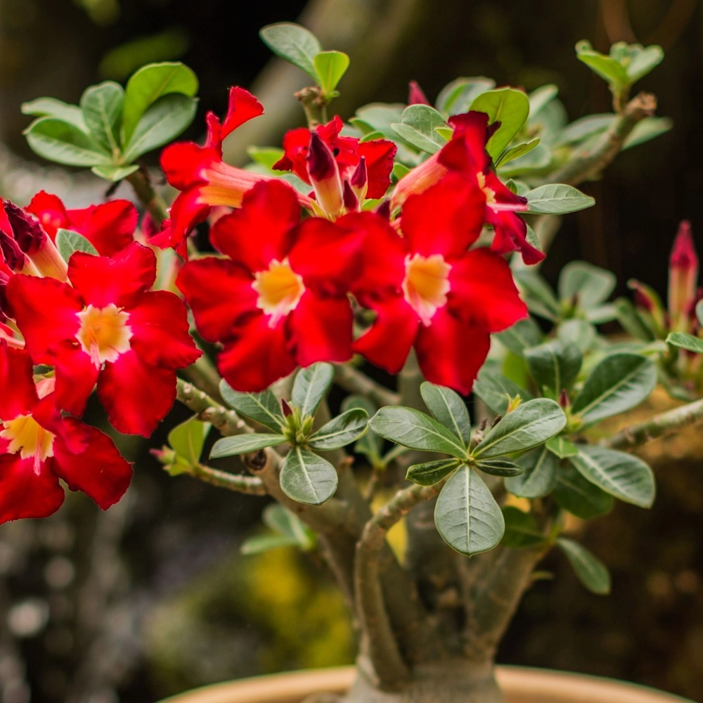 Desert Rose - Red Flower