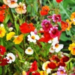 Nemesia Carnival Mix