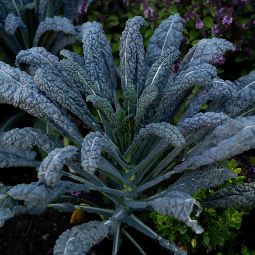 Kale Black Tuscan, Dinosaur Kale Seeds Approx 50 Seeds