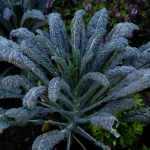 Kale Black Tuscan, Dinosaur Kale Seeds Approx 50 Seeds