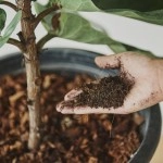 Buy, Sell and Expand: The Essential Guide to Growing and Trading Fiddle Leaf Figs