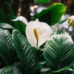 How to turn your wilting peace lily into a flower factory