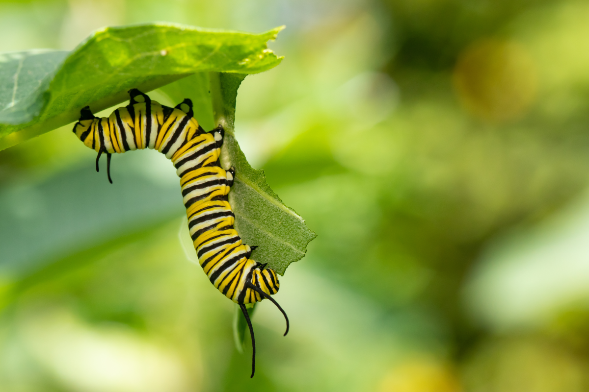 Beat the Bugs: Pet Friendly Natural Caterpillar Pest Spray