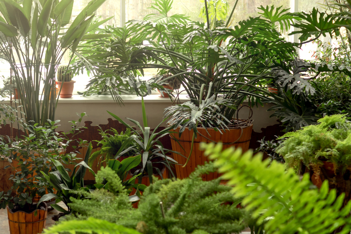 How to Create a Mini Indoor Jungle: Tips for Home Decorators and Plant Lovers