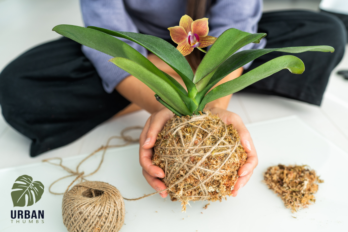 DIY Inspiration Thursday: Creating Your Own Kokedama – Japanese Moss Balls