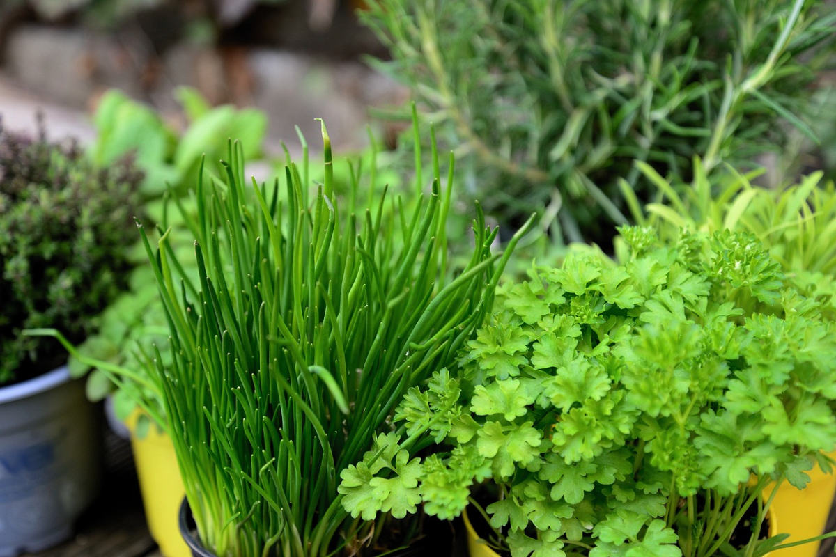 Top 10 Edible Easy-to-Grow Plants for Urban Gardeners