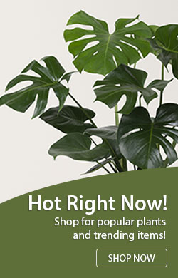 Hot Right Now Popular Selling Plants
