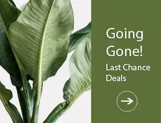 Last Chance Plant Deals