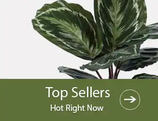 Highest Rated Selling Plants