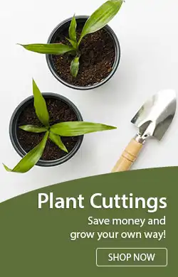 Buy Plant Cuttings Online Save Money and Grow Your Own Way