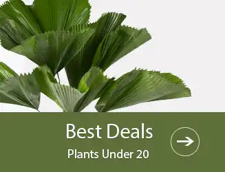 Best Deals Plants Under 20