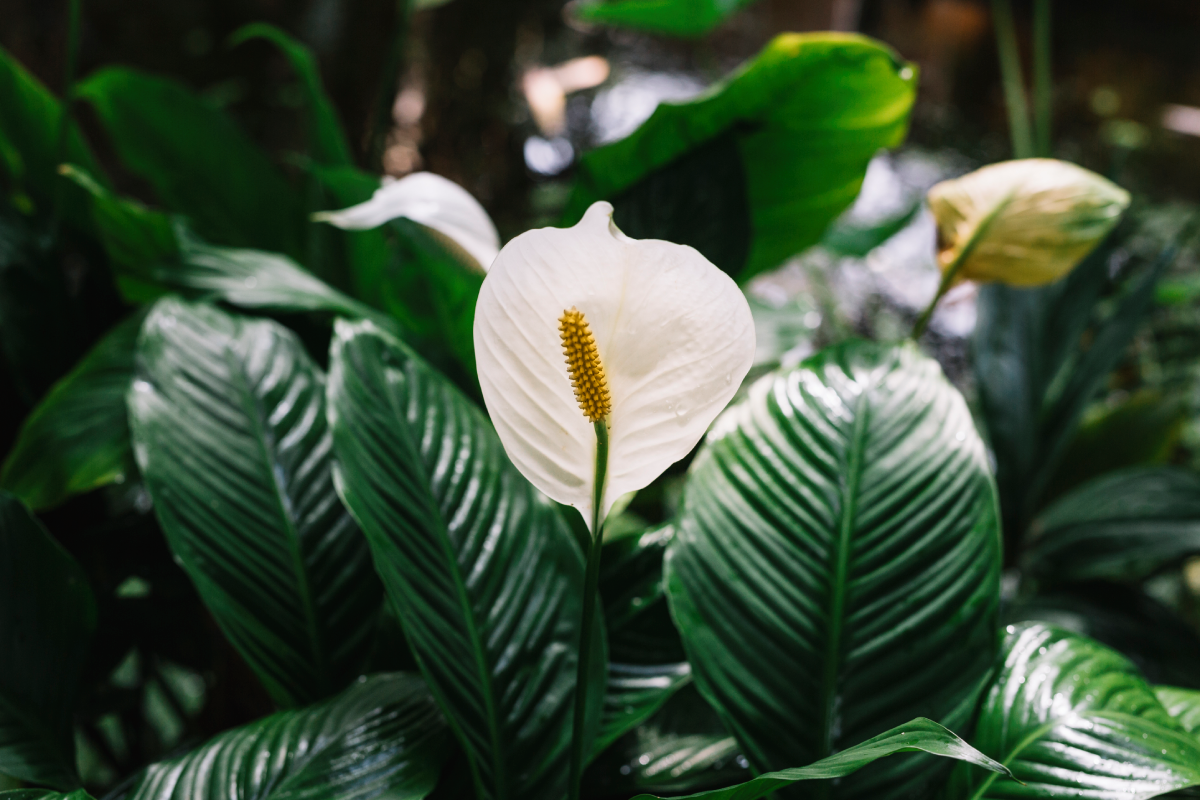 How to turn your wilting peace lily into a flower factory