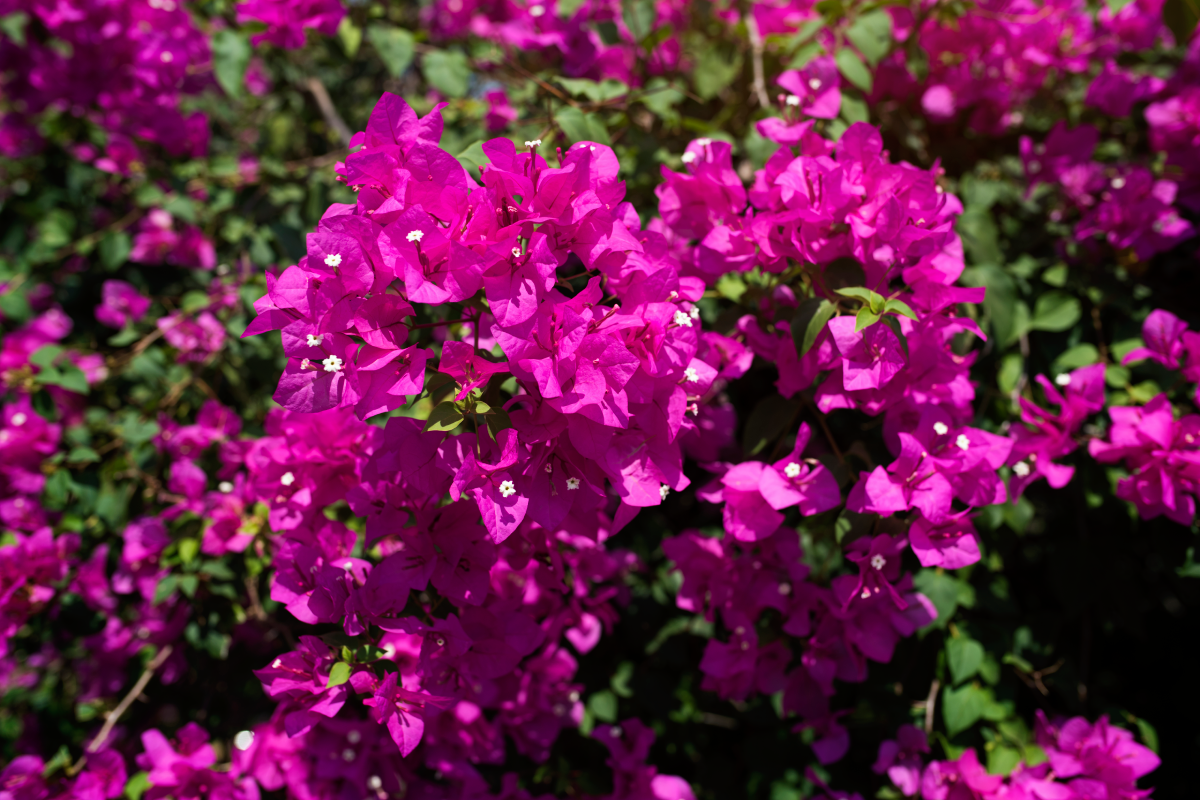 Bougainvilleas in Full Bloom: How Proper Positioning Will Take Your Garden to the Next Level